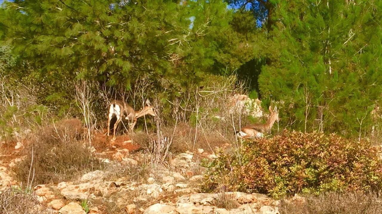 Tur Sinai Organic Farm Resort Jerusalem Zimmer foto
